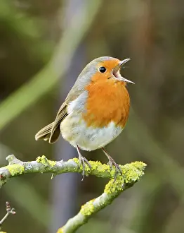 Voice: Robin - in full voice - February
