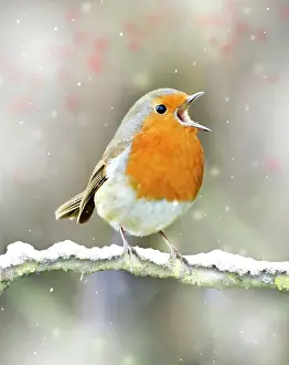 Voice: Robin - in full voice - February
