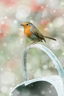 121218: Robin, on watering can in winter snow