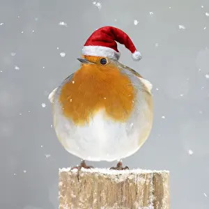 Plump: Robin wearing Christmas hat. Digital manipulation