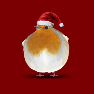 Plump: Robin wearing Christmas hat. Digital manipulation