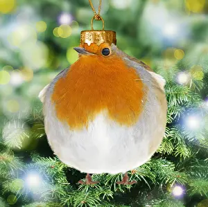 Baubles: Robin wearing Christmas hat. Digital manipulation