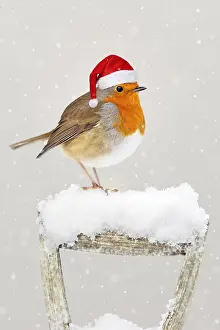 090819: Robin, wearing Christmas hat on garden fork handle in snow