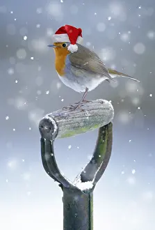 161118: Robin, wearing Christmas hat on spade handle in winter