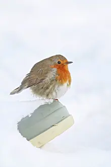 Robins: Robin - on wellington boot in snow
