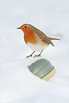 Robins: Robin - on wellington boot in snow