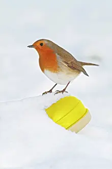 Robins: Robin - on wellington boot in snow