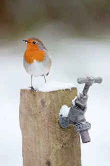 Robin - winter