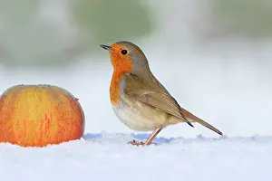 Cornwall: Robin - Winter with Apple - Cornwall - UK