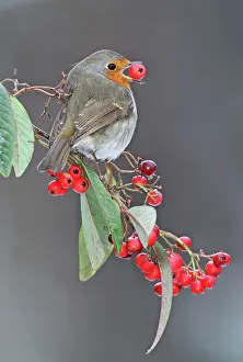 Robins: Robin - in winter with large berry in mouth