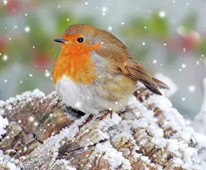 250619: Robin in winter snow