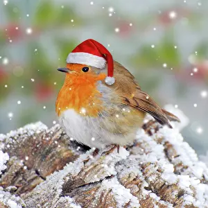 250619: Robin in winter snow