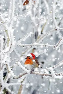 250619: Robin in winter snow wearing Christmas hat
