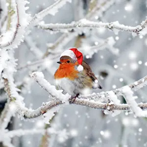 Robin in winter snow wearing Christmas hat