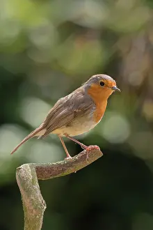 Wisteria: Robin on wisteria twig