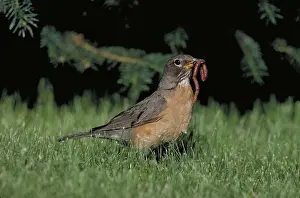 Earthworm: Robin with worm