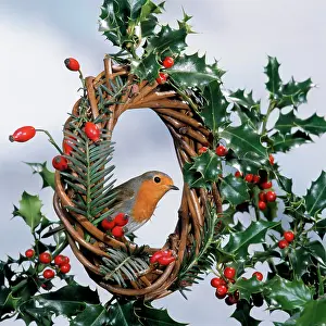 Rosehip: Robin - on wreath with holly & rosehips