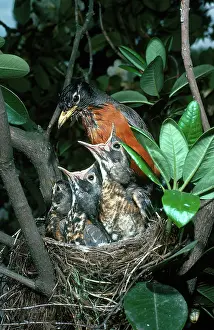Nestling: Robin with young
