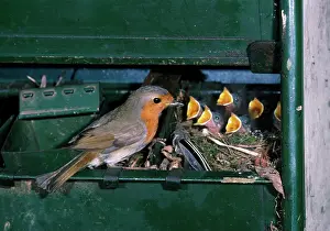 Ian Beames: Robin - with young in nest, in shed