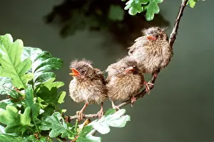 Rows: ROBIN - young perched on branch