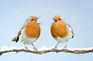 Robins