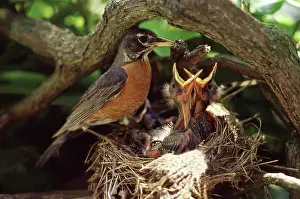 Ludlow: Robins
