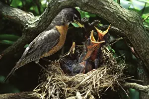 Ludlow: Robins