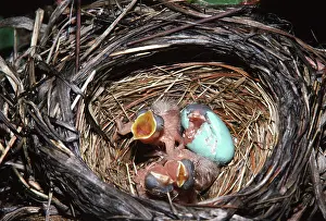 Ludlow: Robins