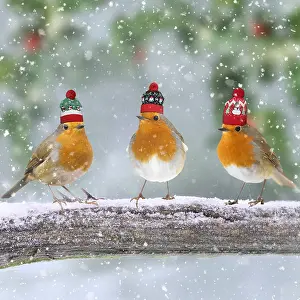 151119: Robins with Christmas bobble hats on branch in winter snow