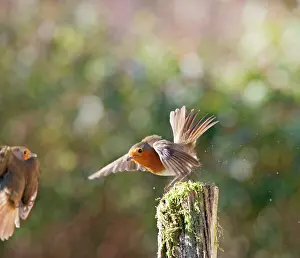 Confronation: Robins - fighting