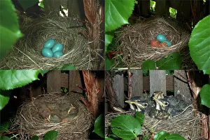 Lapse: Robin's nest