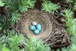 Aster: Robin's Nest and Cowbird Egg