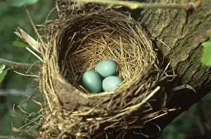 Migratorius: Robin's Nest with Eggs