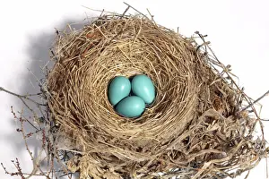 Turdidae: Robin's Nest with Eggs
