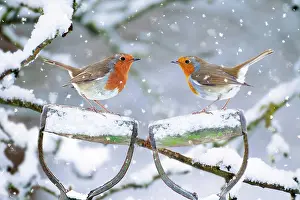 Handles: Robins - perched on spade handles in winter snow