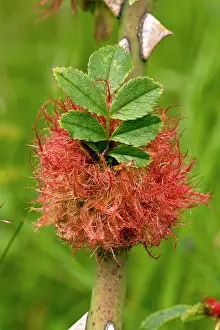 Gall: Robin's Pincushion / Bedeguar Gall