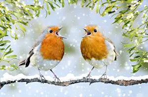 Mistletoe: Robins - in full voice - in winter snow