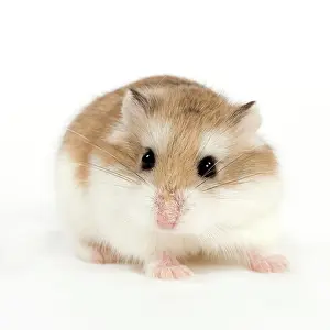 Roborovski Hamster