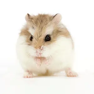 Roborovski: Roborovski Hamster