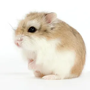 Roborovski: Roborovski Hamster