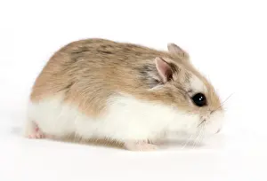 Roborovski: Roborovski Hamster