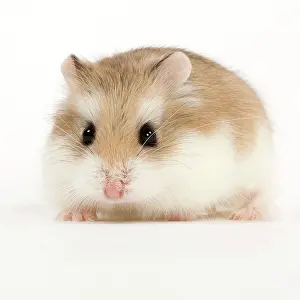 Roborovski: Roborovski Hamster