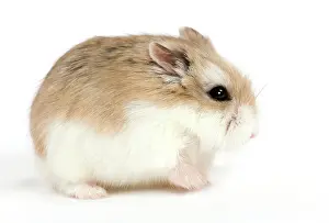 Roborovski: Roborovski Hamster
