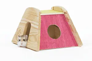 Roborovski: Roborovski Hamster