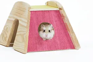 Roborovski: Roborovski Hamster