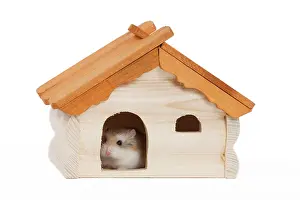Roborovski: Roborovski Hamster
