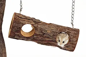 Roborovski: Roborovski Hamster
