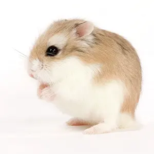 Hamster: Roborovski Hamster