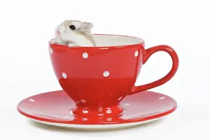 Roborovski: Roborovski Hamster - in tea cup