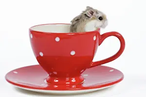 Roborovski: Roborovski Hamster - in tea cup